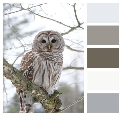 Bird Barred Owl Owl Image